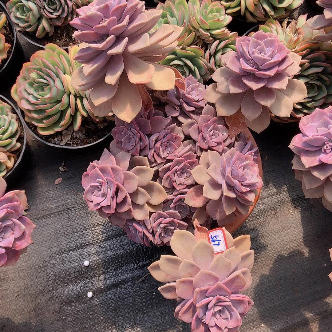 一物一拍多肉家里紫乐567