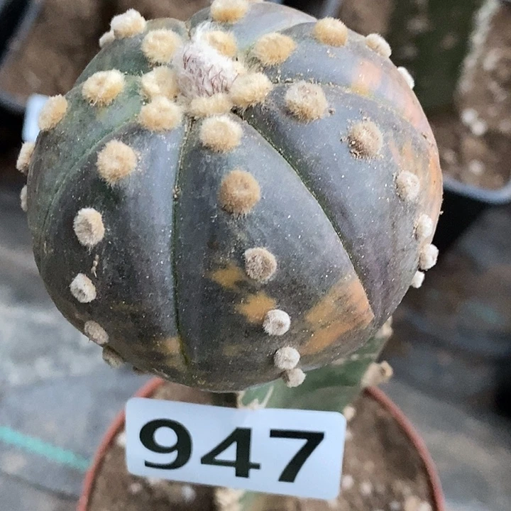无花朵紫色兜锦947