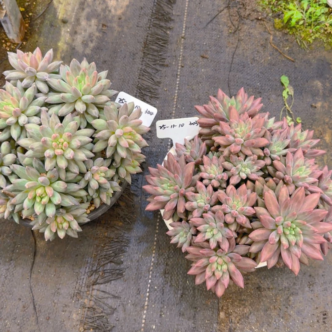 奶***鱿一物一拍红蜻蜓304红蜻蜓303