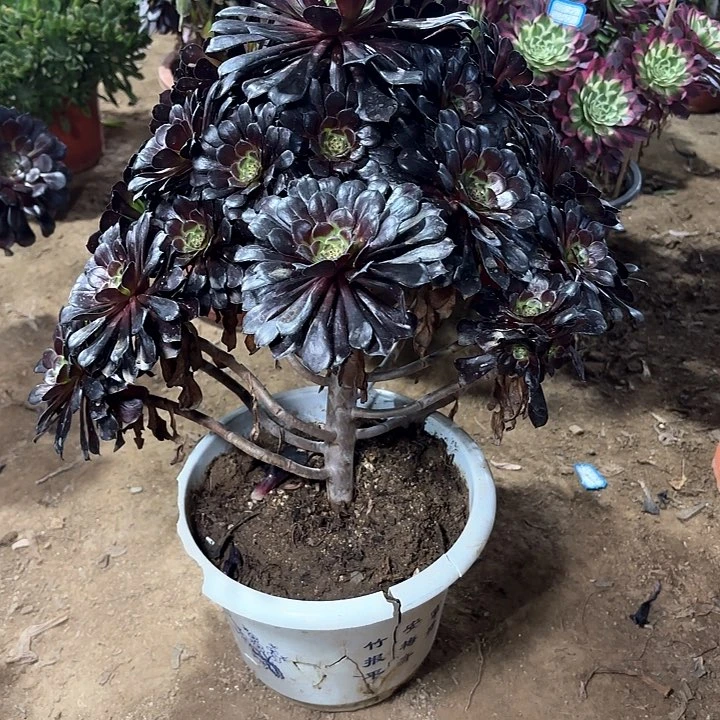 天***膀多肉植物法师墨铜120