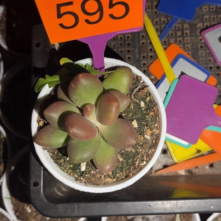 陪***海多肉植物芒果奶595