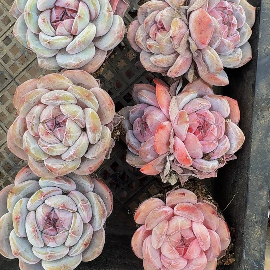 爱****菇一物一拍不退不换