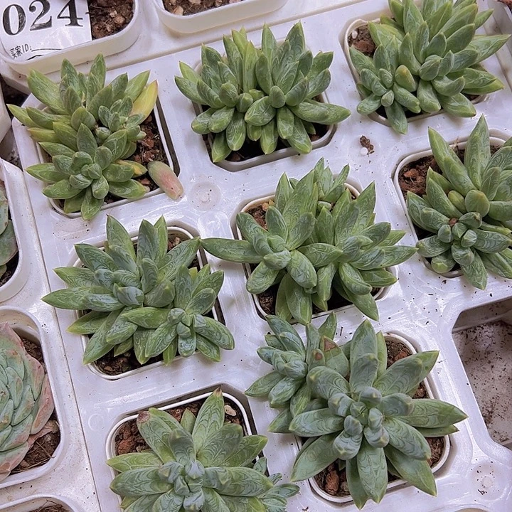 青柠美人2盆19包邮
