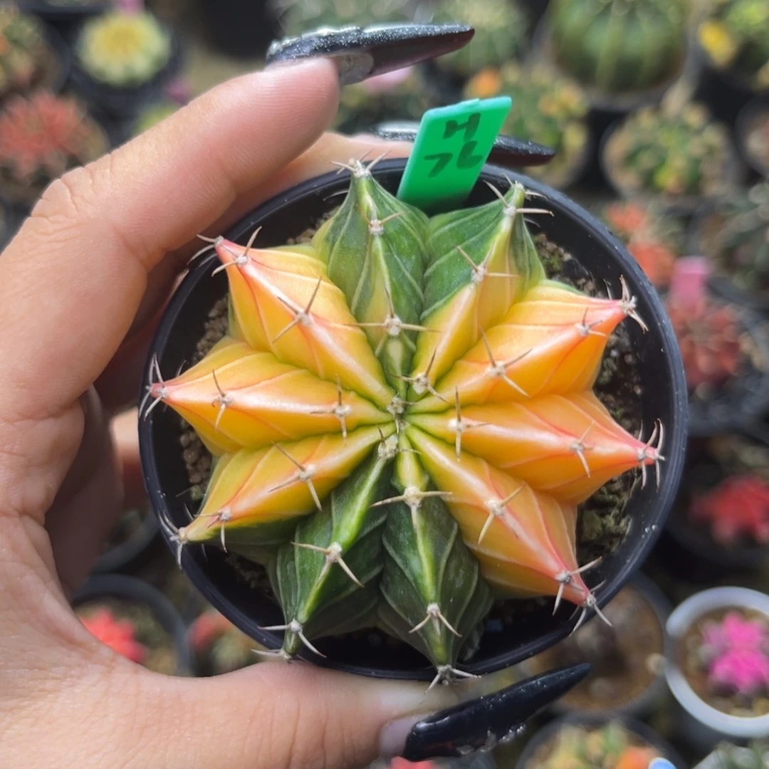 H76    带盆土发货