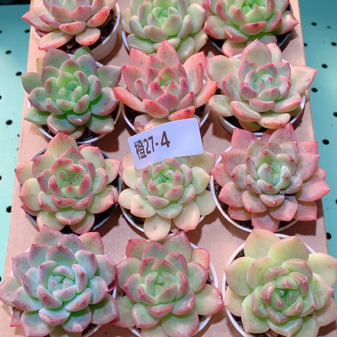 27-4一物一拍多肉带盆18颗