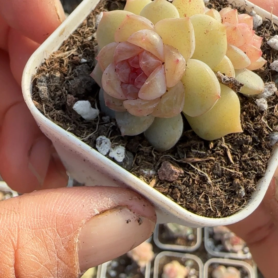 多肉小卡拉米糖心一物一拍