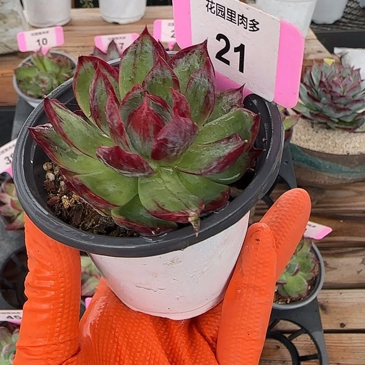****猫21 惊鸿仙子多肉植物