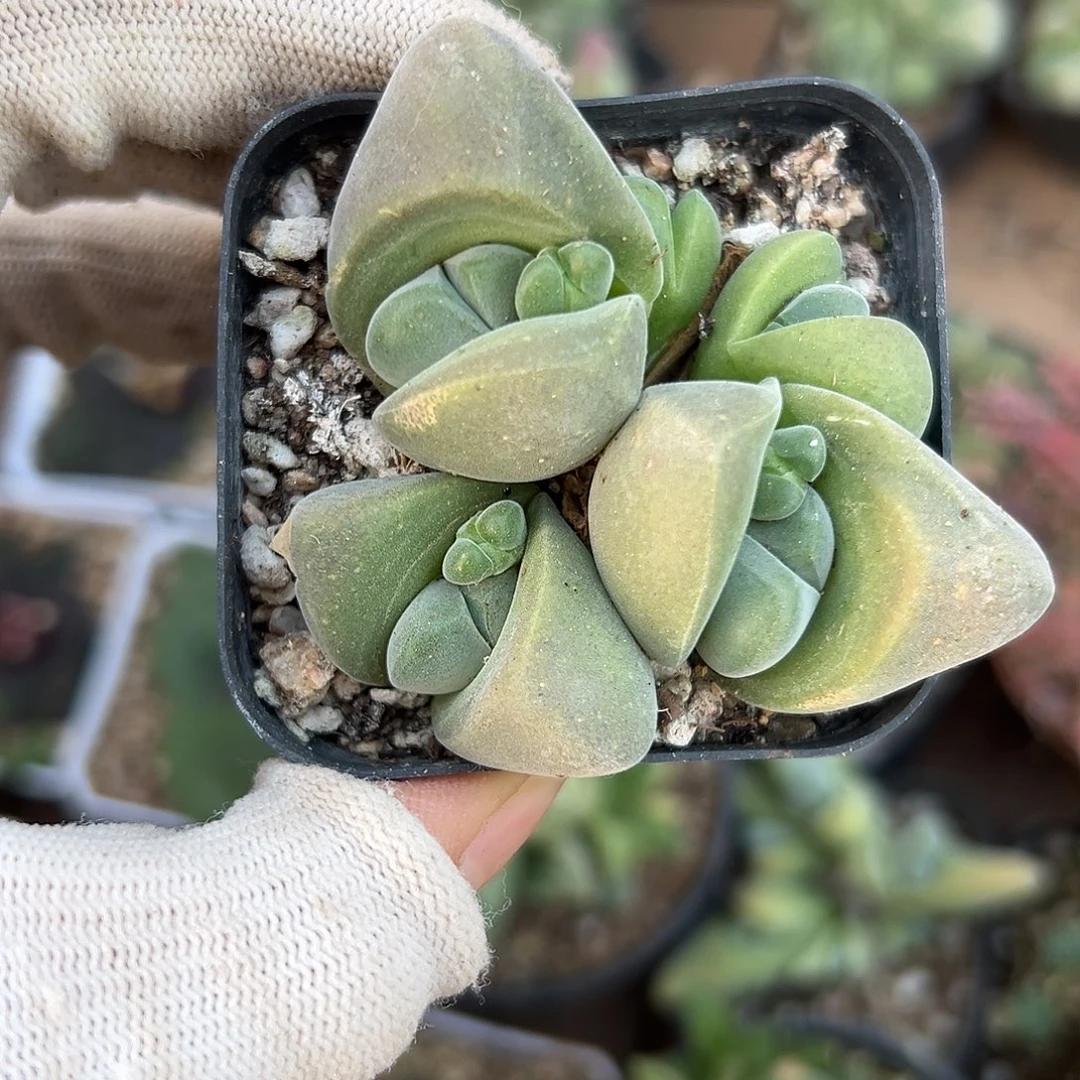 无比玉杜呃呃呃呃呃呃呃呃