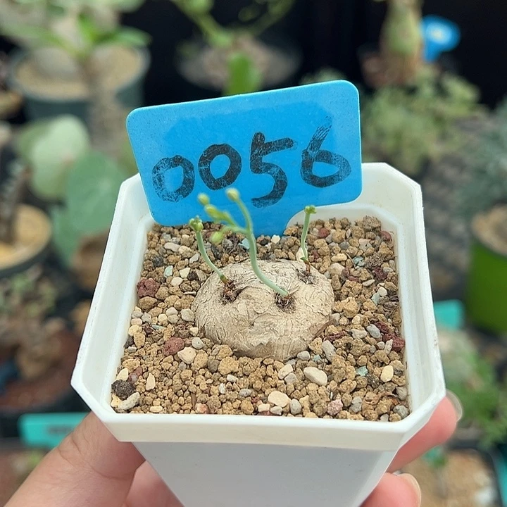 爱富利雾冰玉产地多肉植物