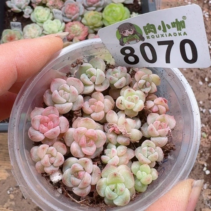 @****1多肉植物多肉植物