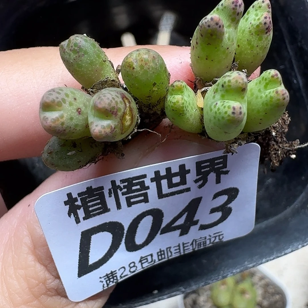 多肉植物的润泽fhb