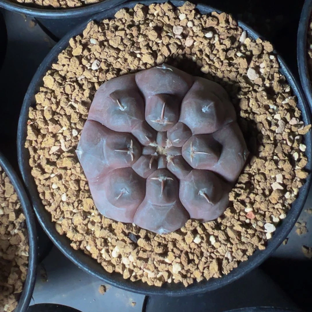 实生根铅皮多肉植物带盆土