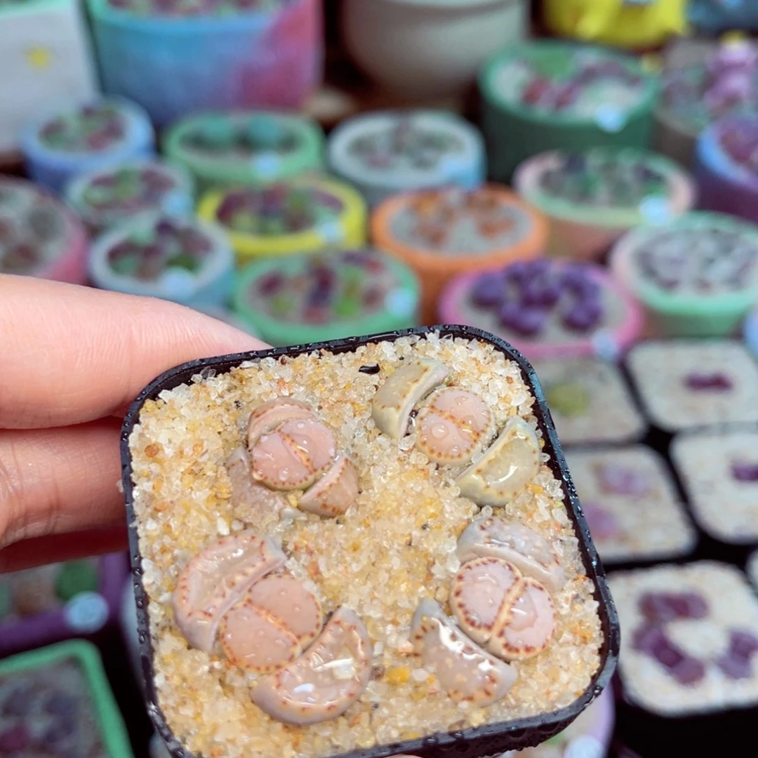 044。888888888888888