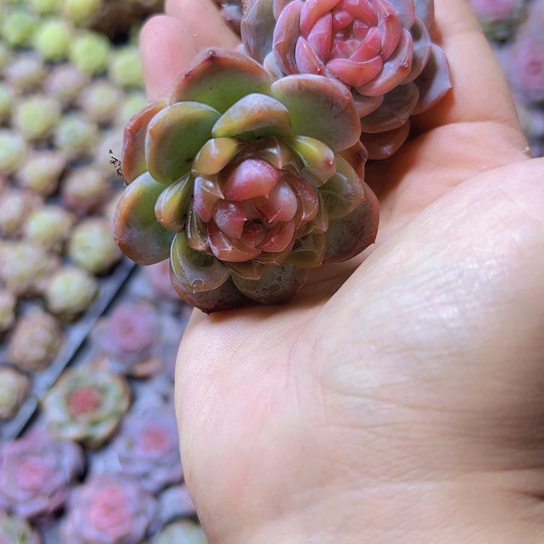 穴盘大冰魄4个19包邮