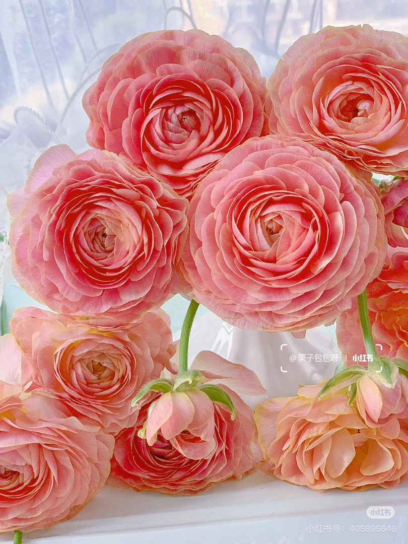 月琪极光洋牡丹8-10支！三件顺丰空运20%不售后