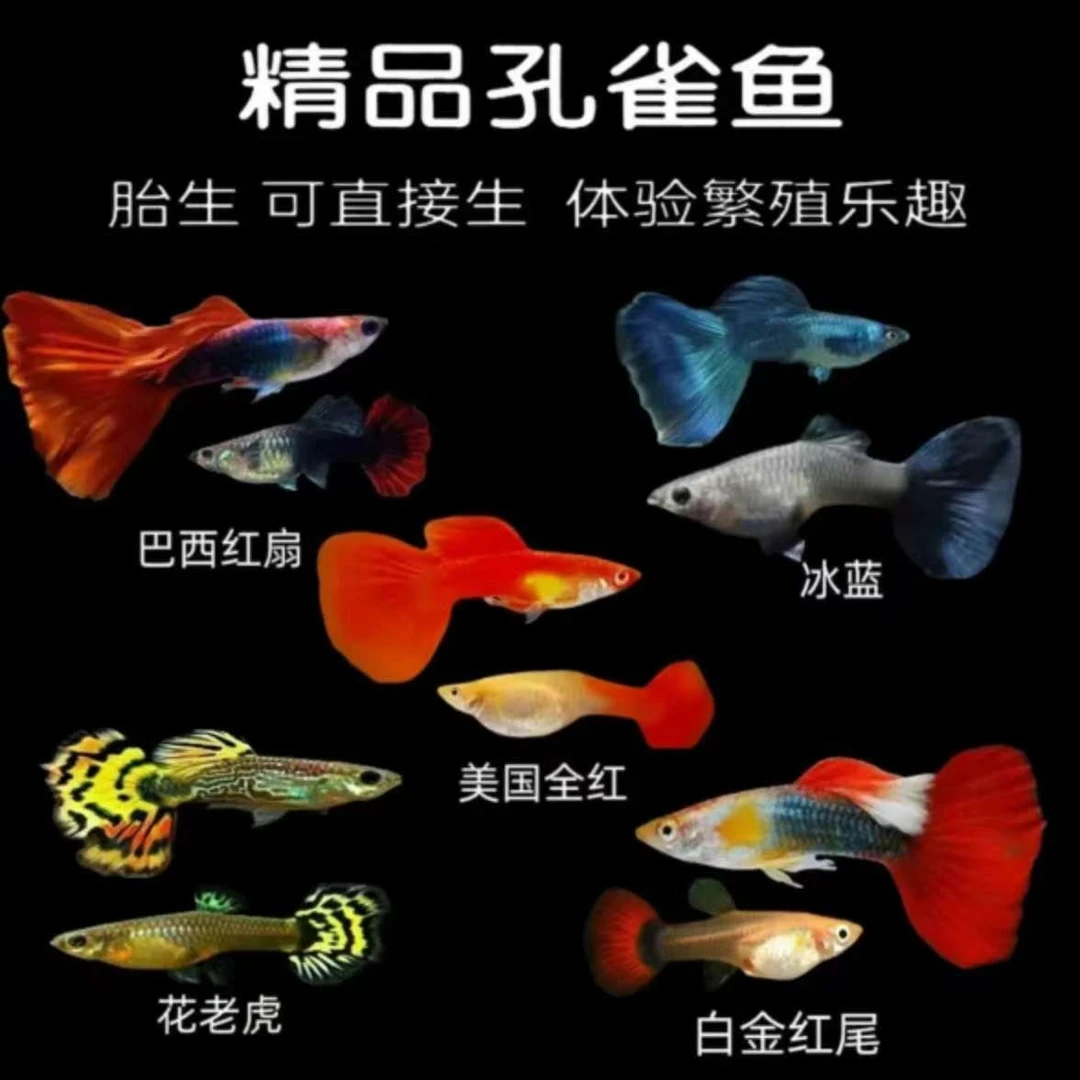纯种孔雀鱼活体热带淡水杂鱼耐活鲜活适合养鱼新手小型杂鱼观赏鱼