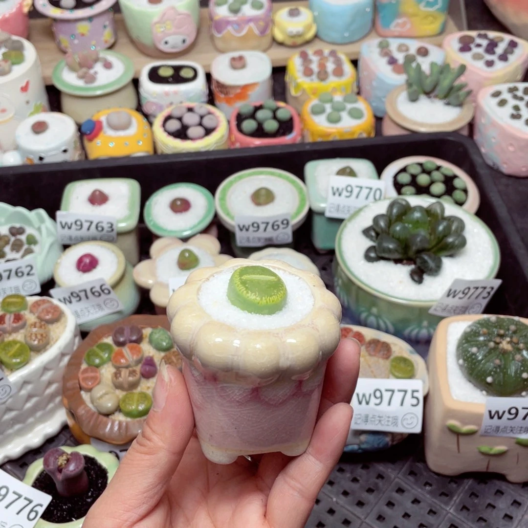 w9778 -零下地区拍保温箱-15支持寄养