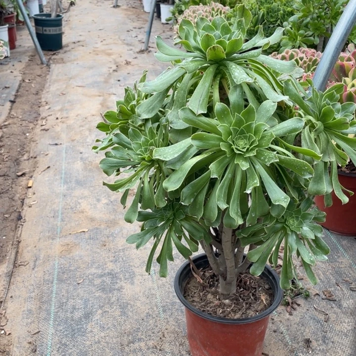 19原始绿法师多肉植物