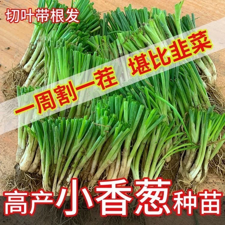 四季小香葱种苗葱苗分葱苗带根切叶批发幼苗抗病高产阳台农田种植