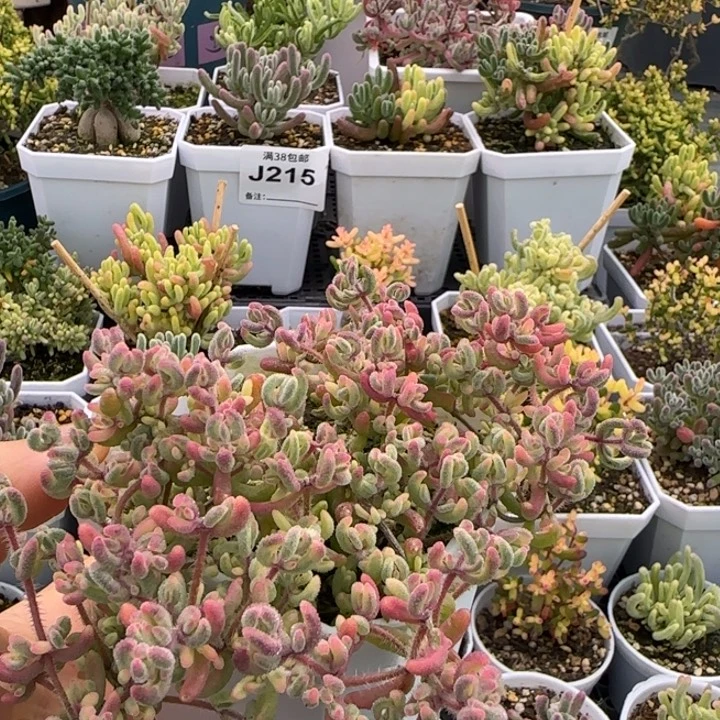 红宝石锦植物枝干