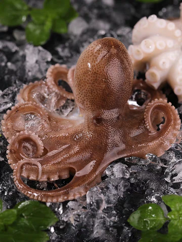 连云港发货  短腿八爪鱼 美味海鲜  2斤/4斤