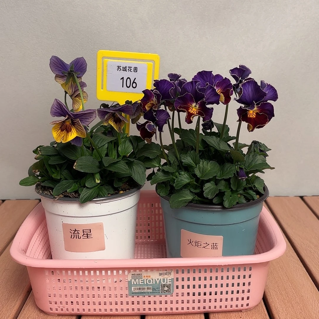 大部分开放少量花苞106