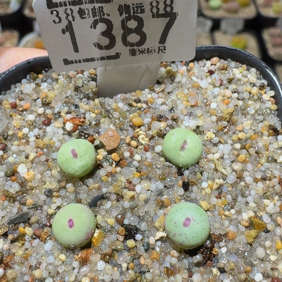 Ssss精品生石花1387
