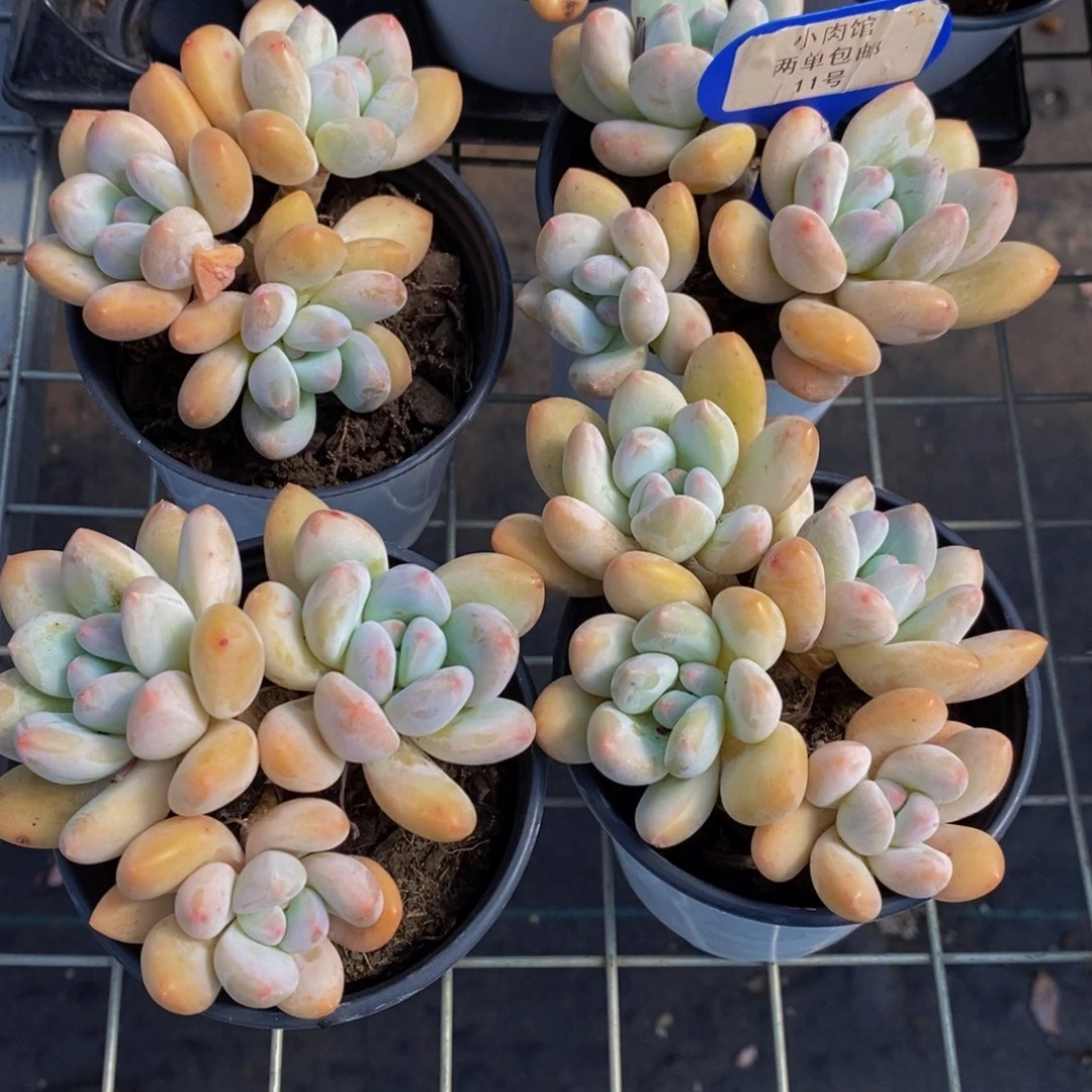 11-精品奶油黄透体香水群一个