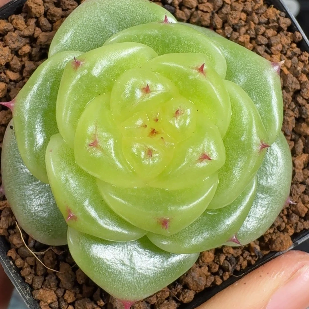 0924-53-宝拉单头一颗