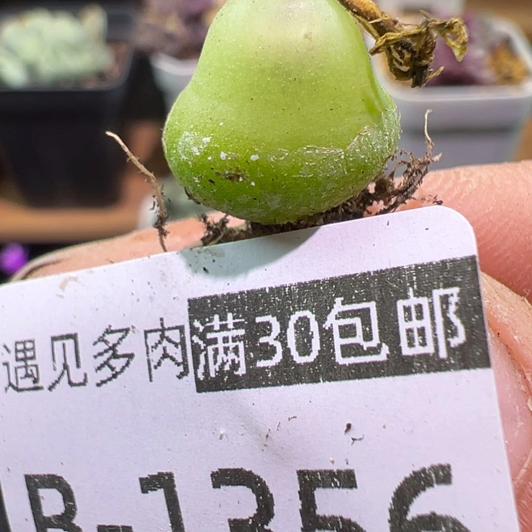 蜡***心多肉植物1111111111111