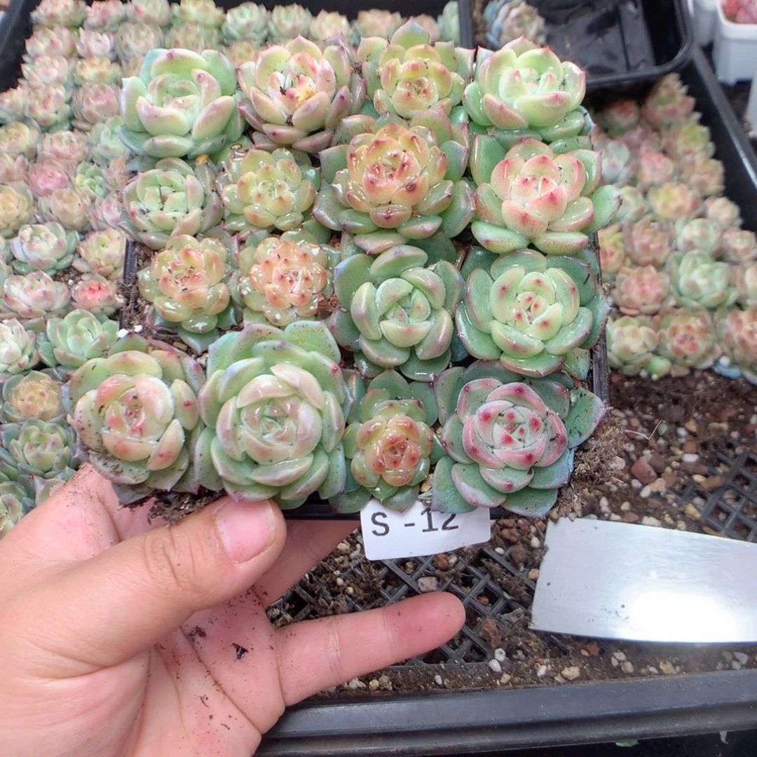 无花朵S12英语英语