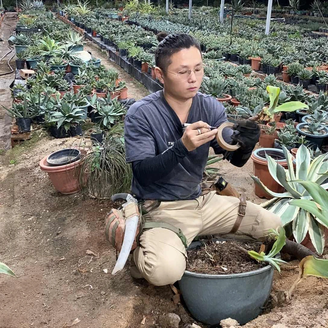 半***桃52号狐尾一物一拍