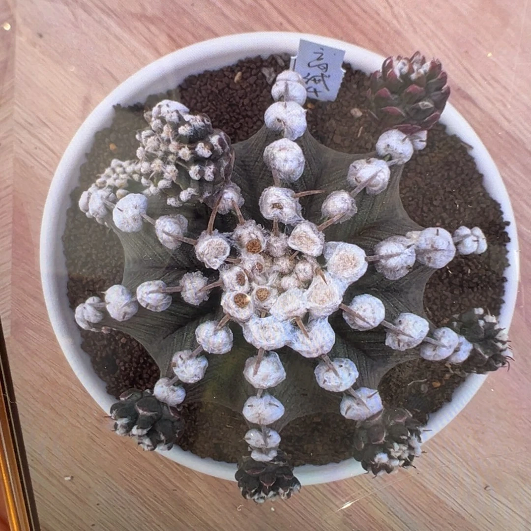 侧芽 好看的米哈冲冲冲