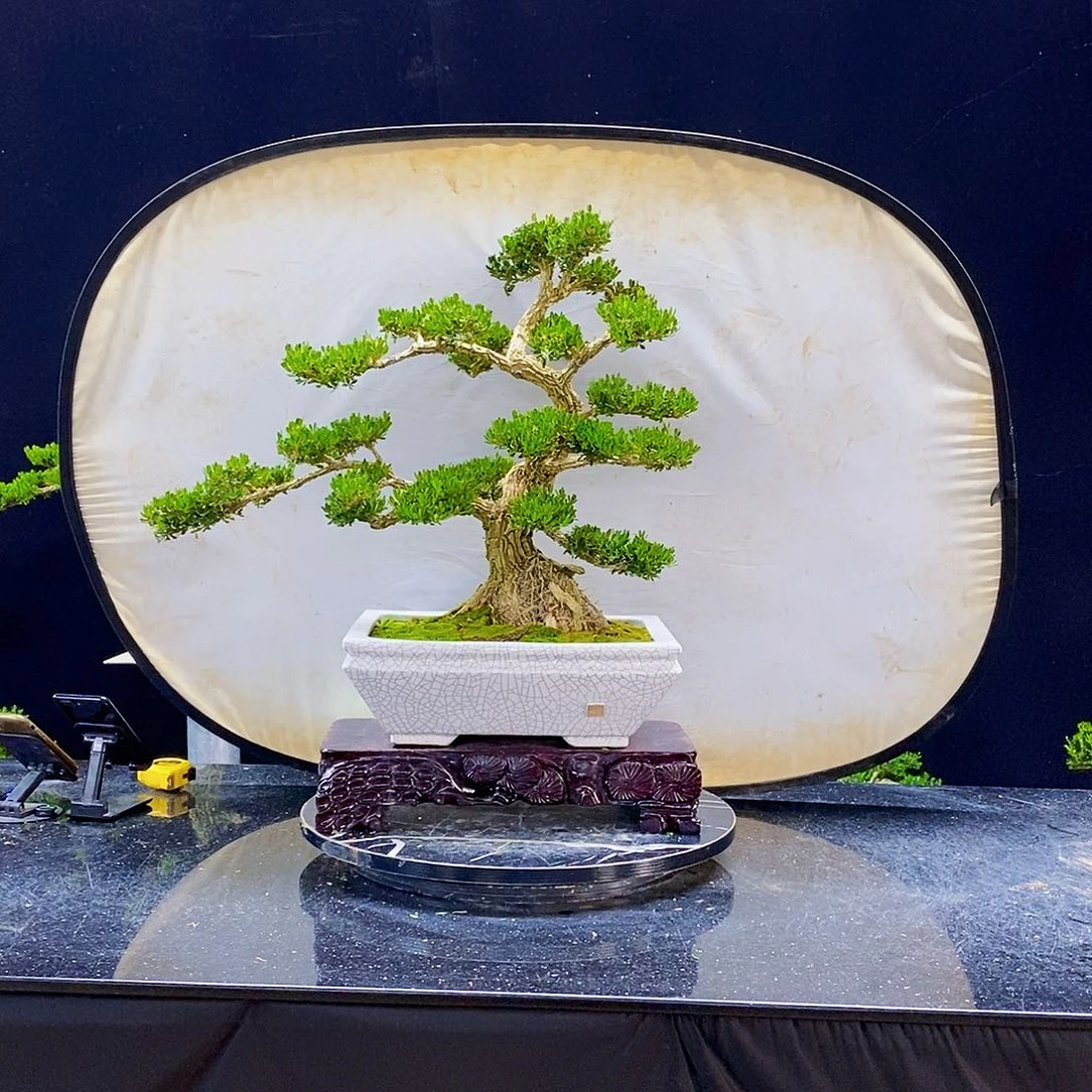 无花朵黄杨盆景制作