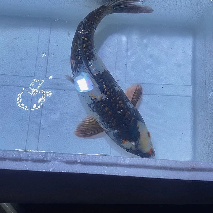 物***非锦鲤锦鲤活鱼开箱包活