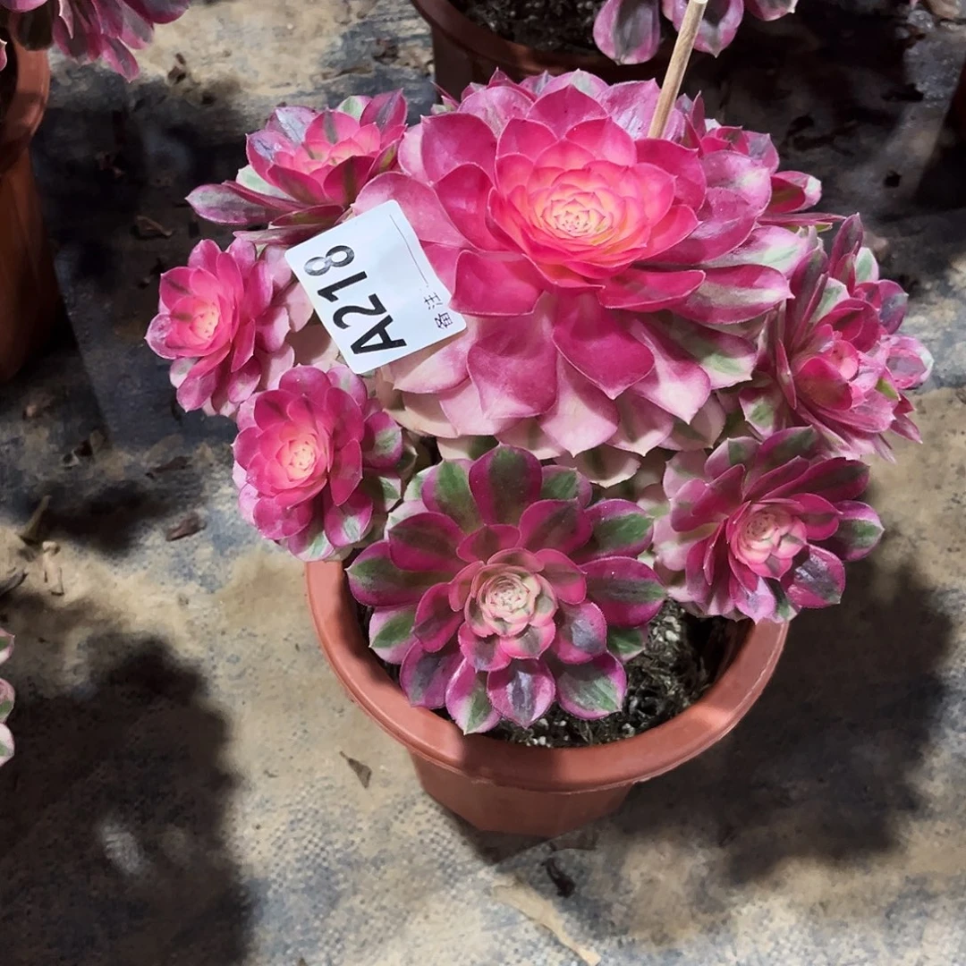 多肉植物倾城218多肉