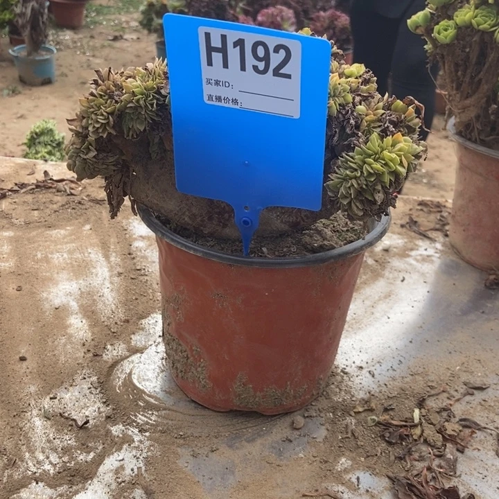 肖****192玫瑰玫瑰玫瑰玫瑰