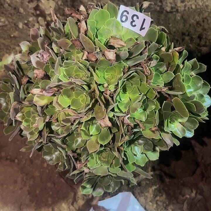 139香妃多肉植物不售后