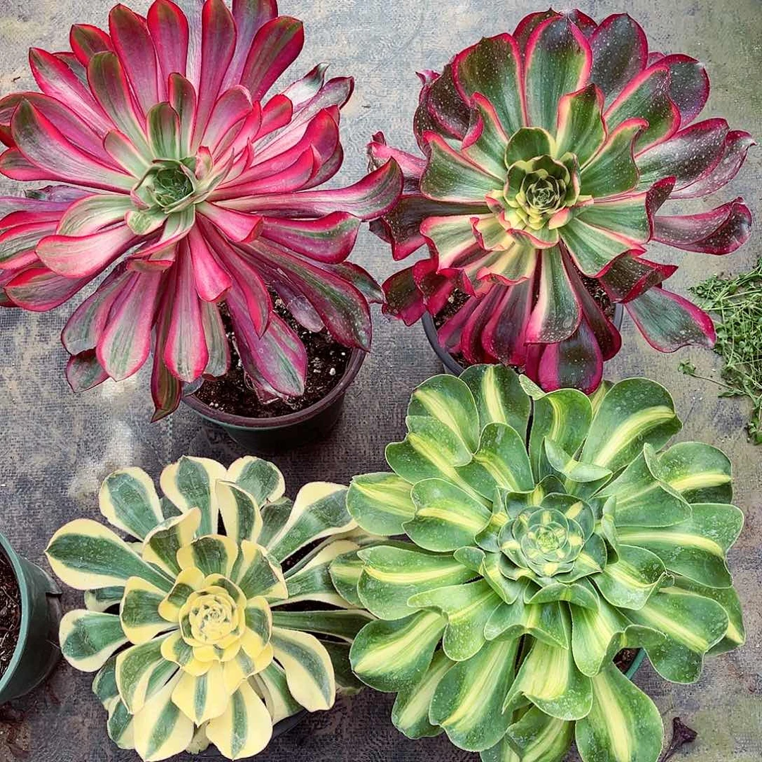 4颗140元法师锦漂亮漂亮