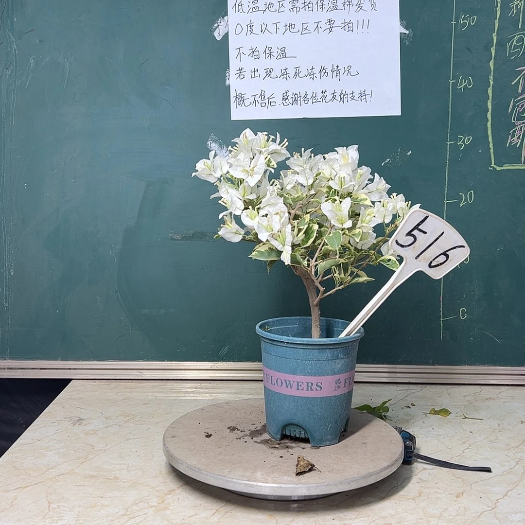 完全开放 银边白 516