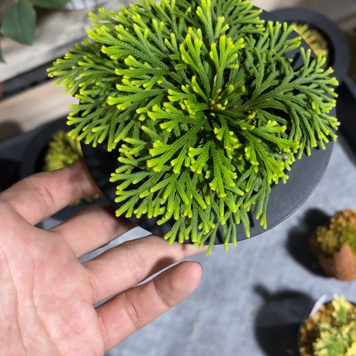 大***劲完全开放盆栽植物山野草