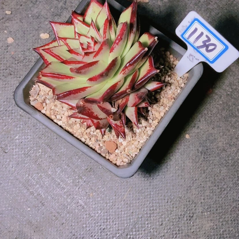 【闪购商品】你**子1130
