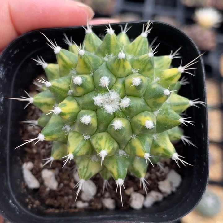 雪糕锦          自根