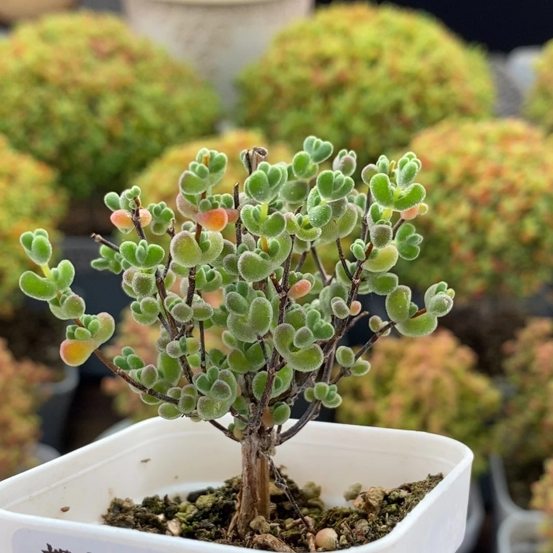 实生莱斯1511枝干番杏