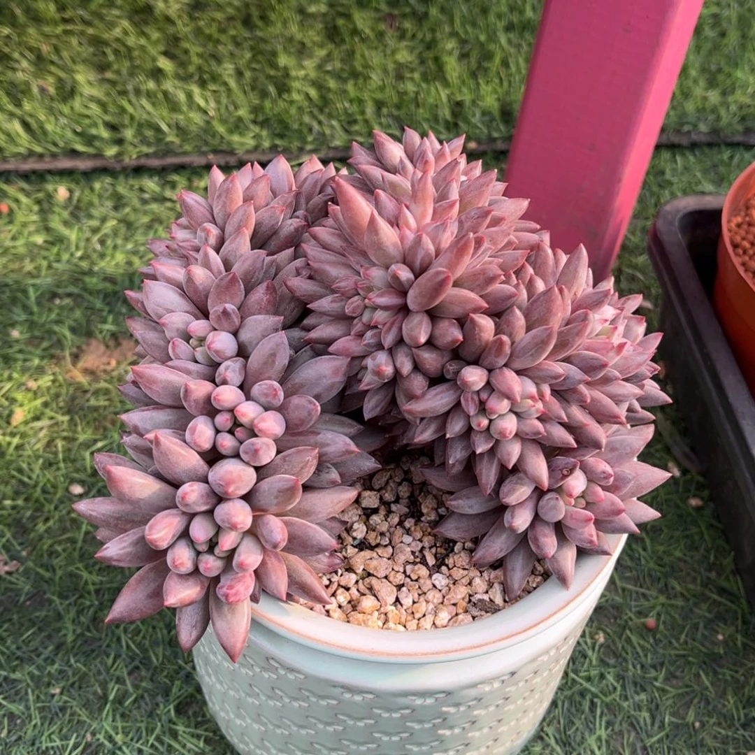 流沙虞美人树缀一物一拍