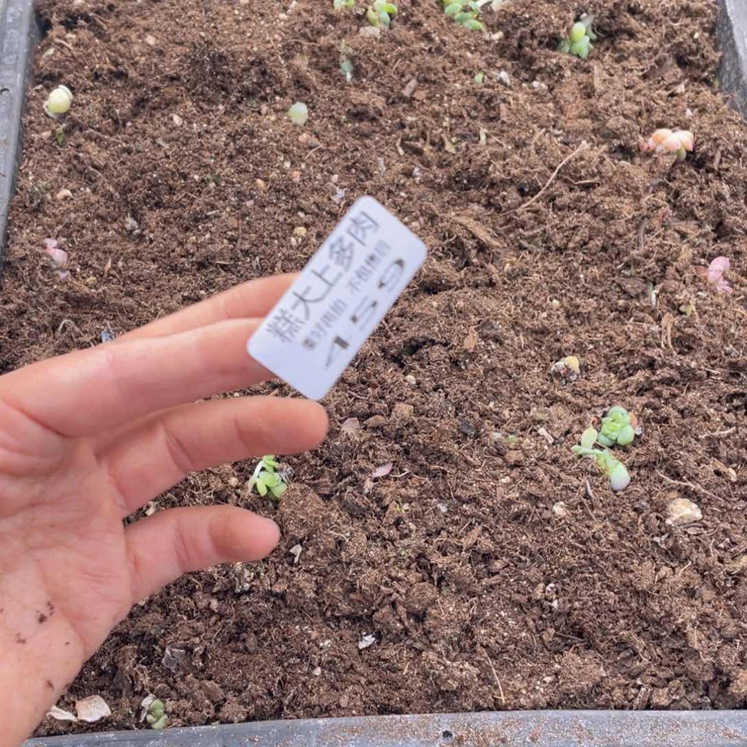 糕大上多肉植物459