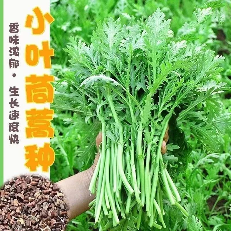 【全店满5元包邮】小叶茼蒿菜种子耐热耐寒四季播皇帝菜种籽阳台盆