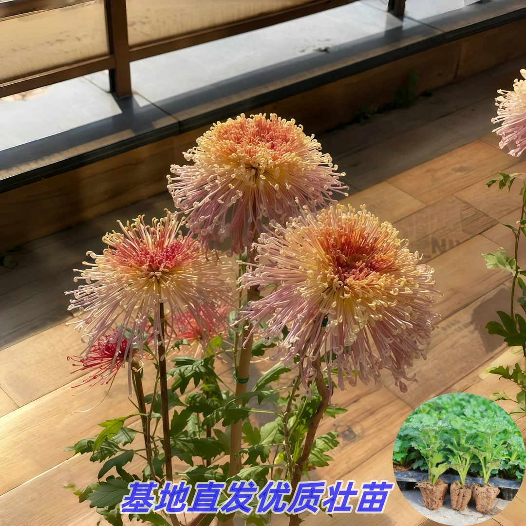 濑户的千草【菊花苗】重瓣绿植大花型新鲜扦插苗盆栽四季花室内外种