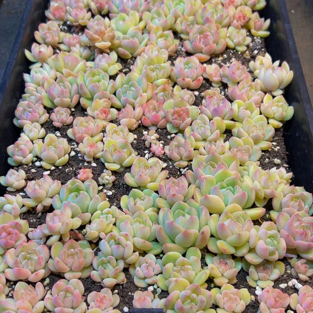 637多肉葡萄的价格是w