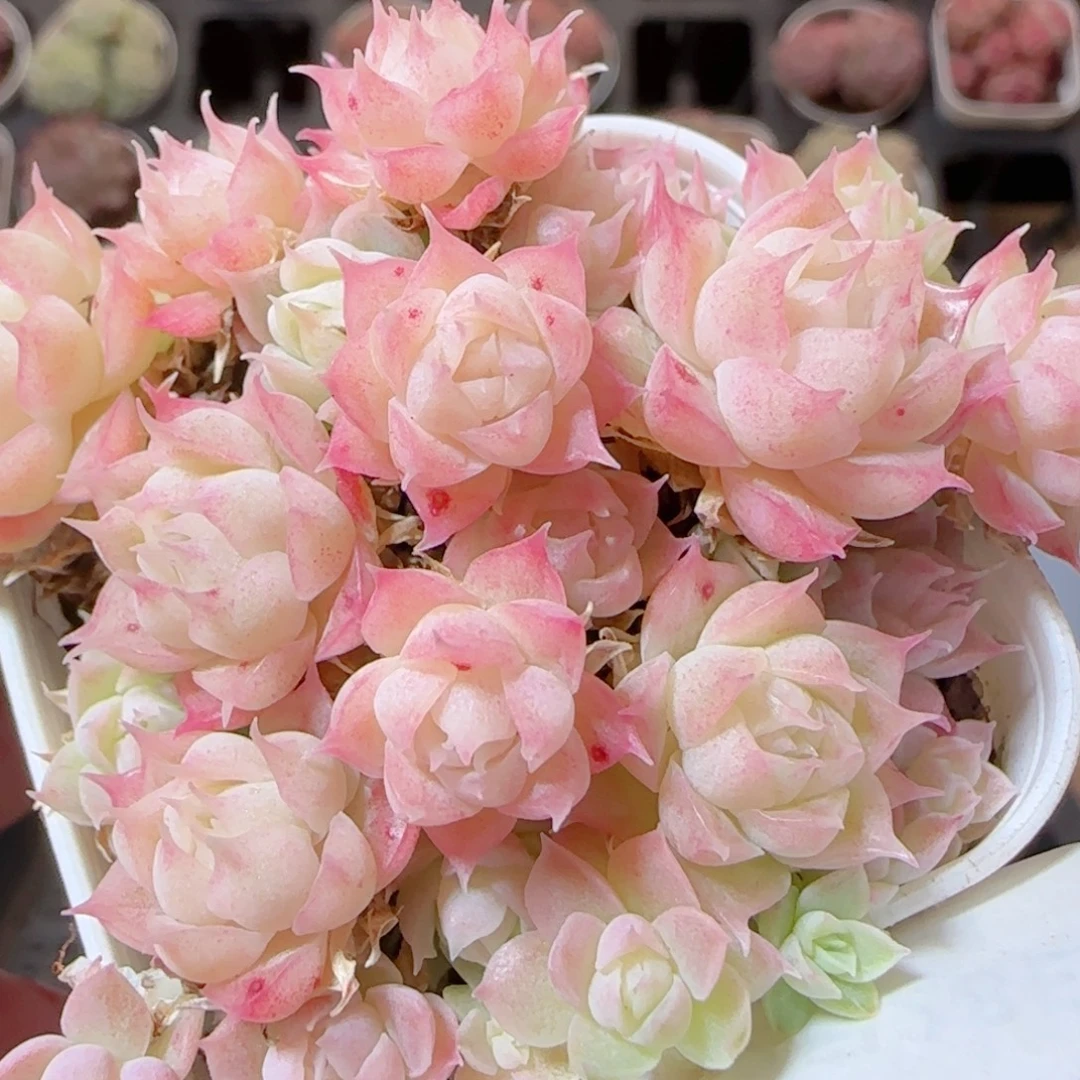 花语多肉1228-133散